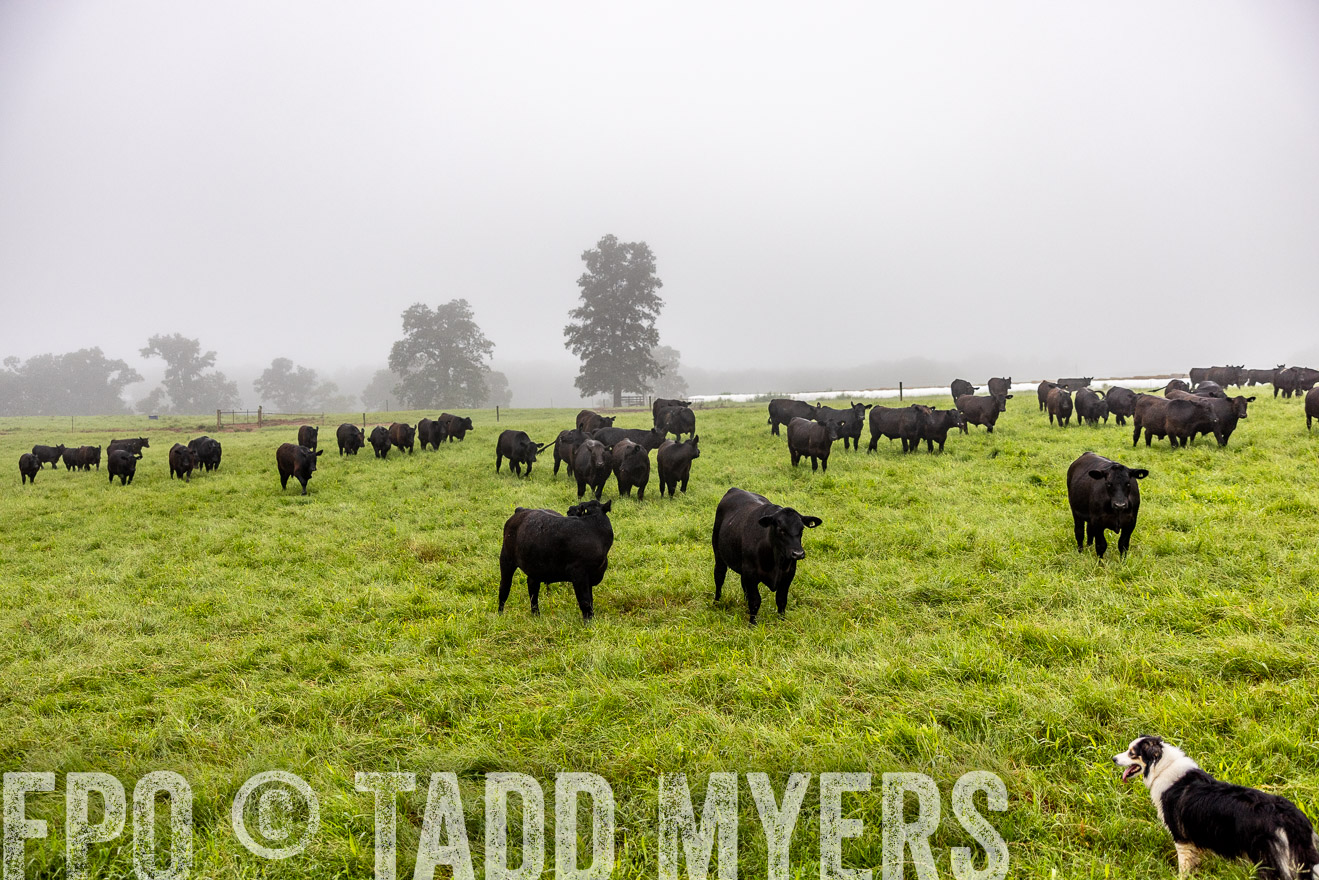 TMyers_PP_SleepyCreekFarm_Forsyth_July2024-513963