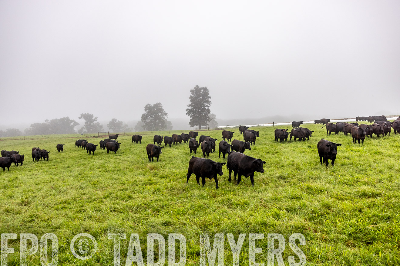 TMyers_PP_SleepyCreekFarm_Forsyth_July2024-513978