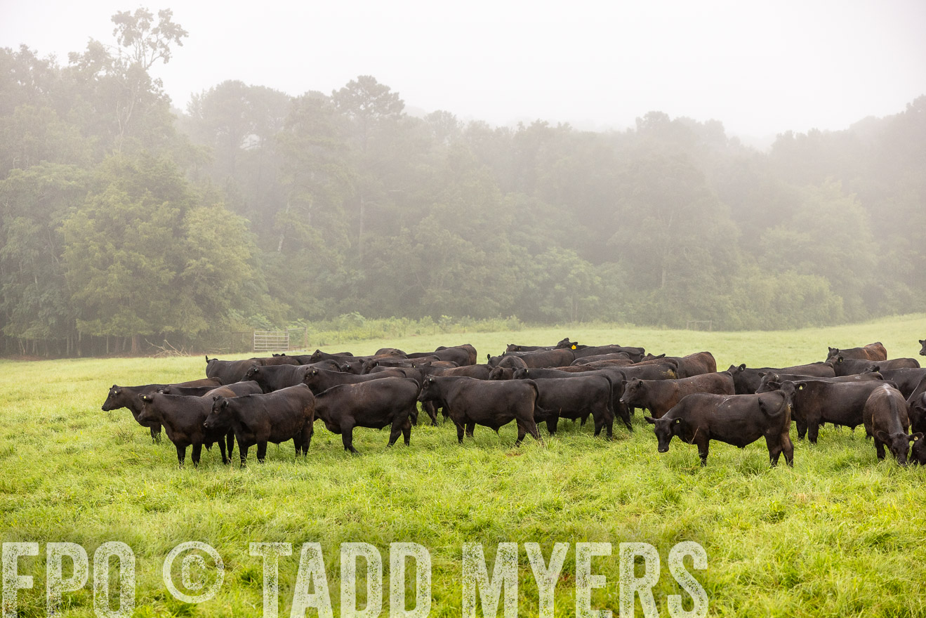 TMyers_PP_SleepyCreekFarm_Forsyth_July2024-514062