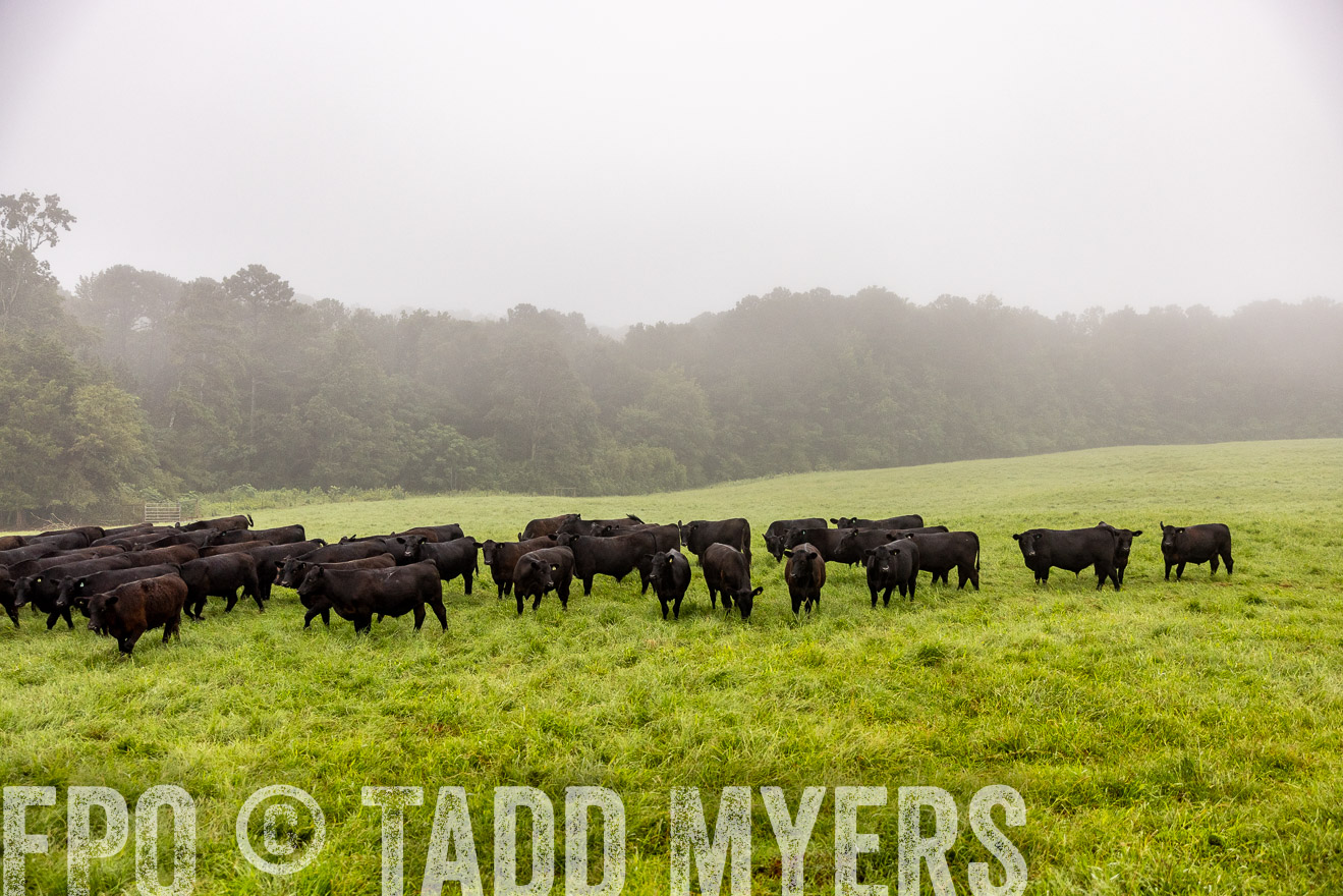 TMyers_PP_SleepyCreekFarm_Forsyth_July2024-514077