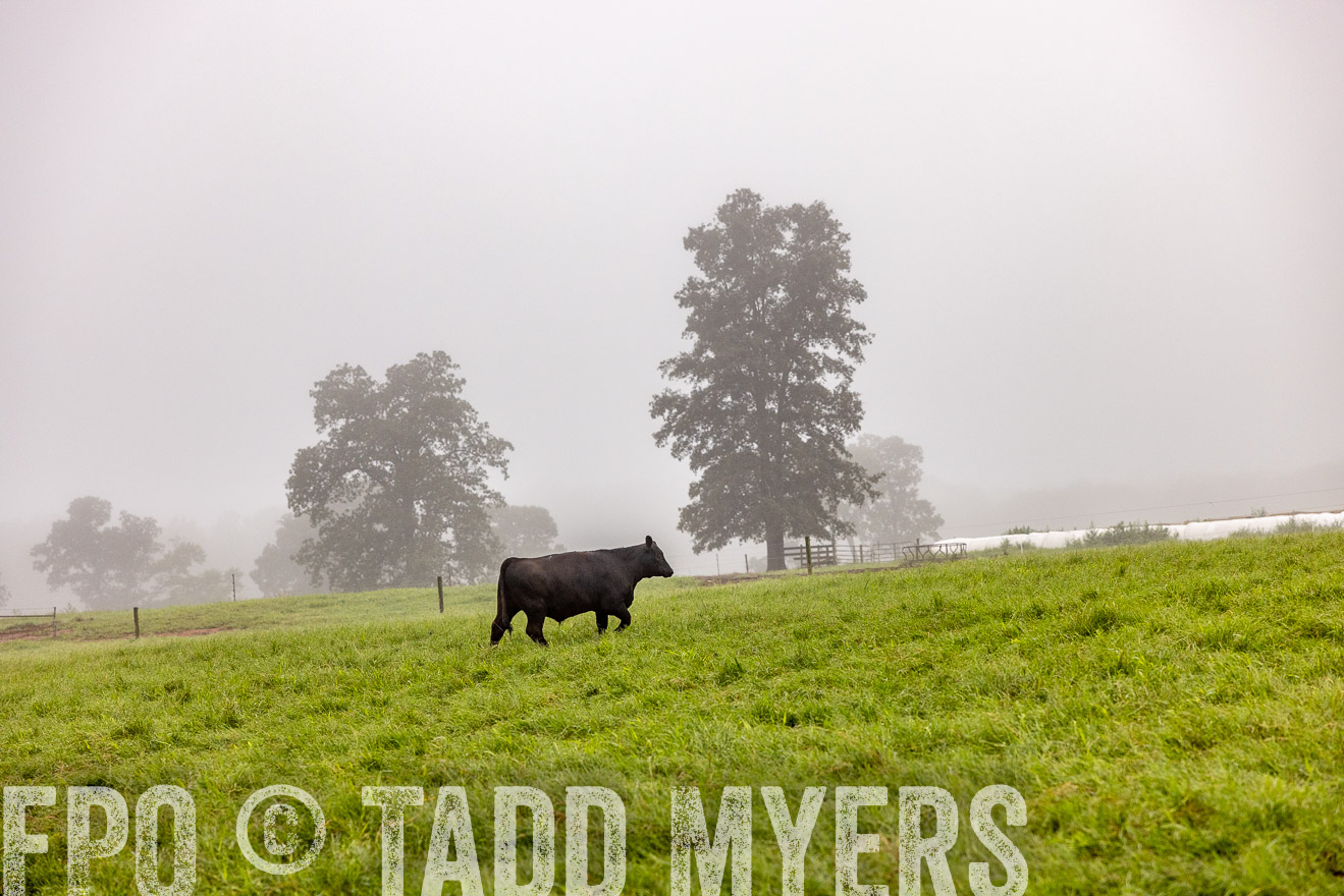 TMyers_PP_SleepyCreekFarm_Forsyth_July2024-514327