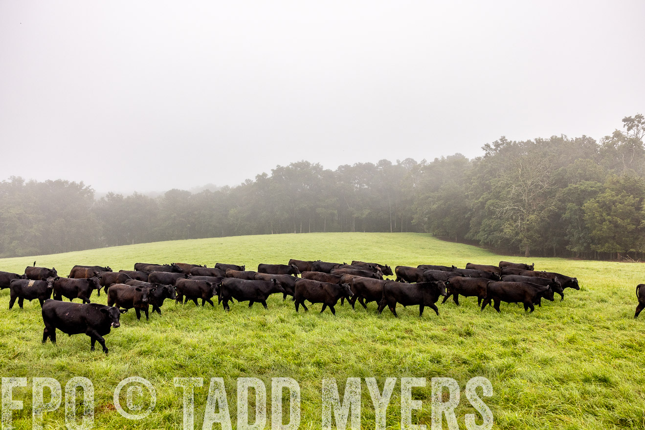 TMyers_PP_SleepyCreekFarm_Forsyth_July2024-514438
