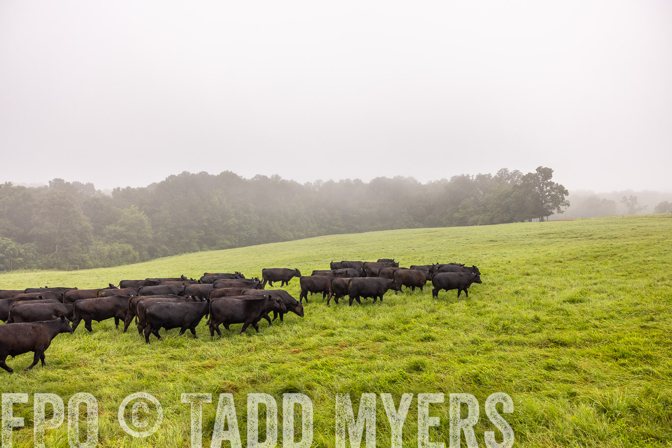 TMyers_PP_SleepyCreekFarm_Forsyth_July2024-514501