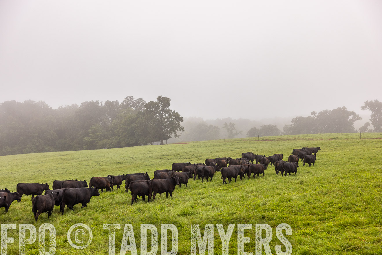 TMyers_PP_SleepyCreekFarm_Forsyth_July2024-514548