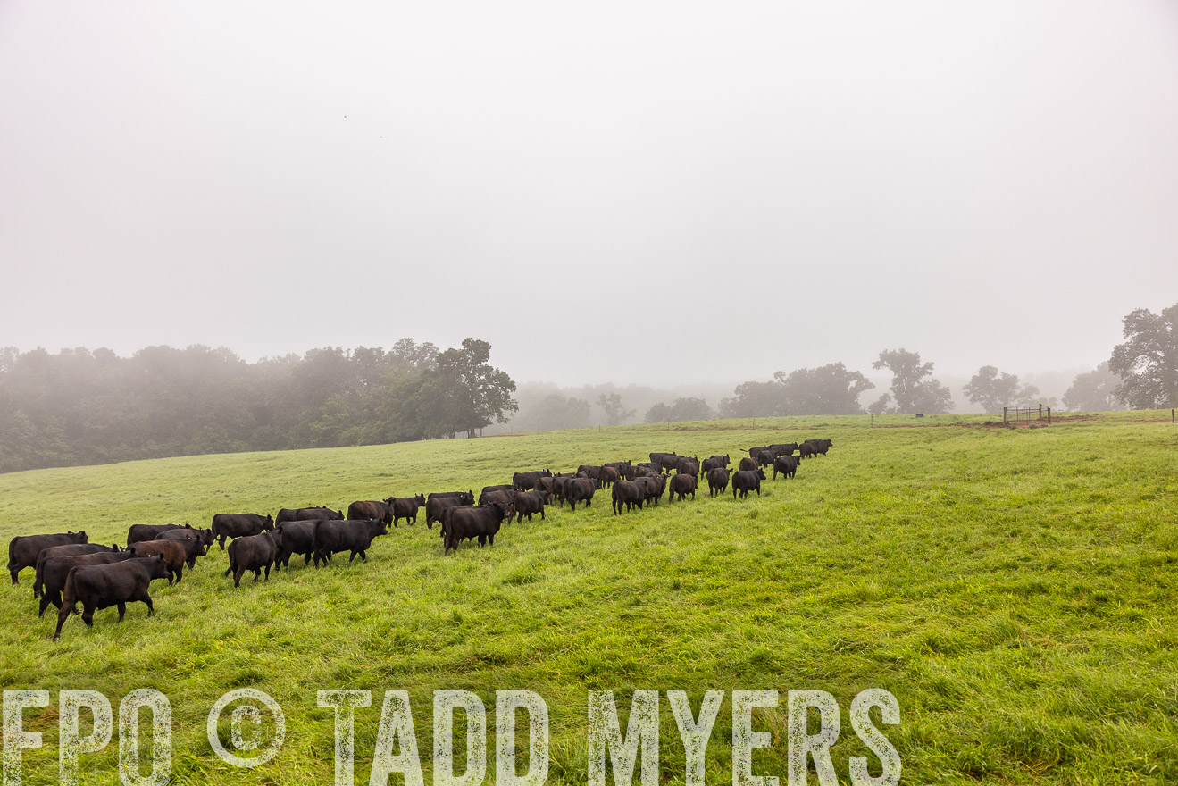 TMyers_PP_SleepyCreekFarm_Forsyth_July2024-514551