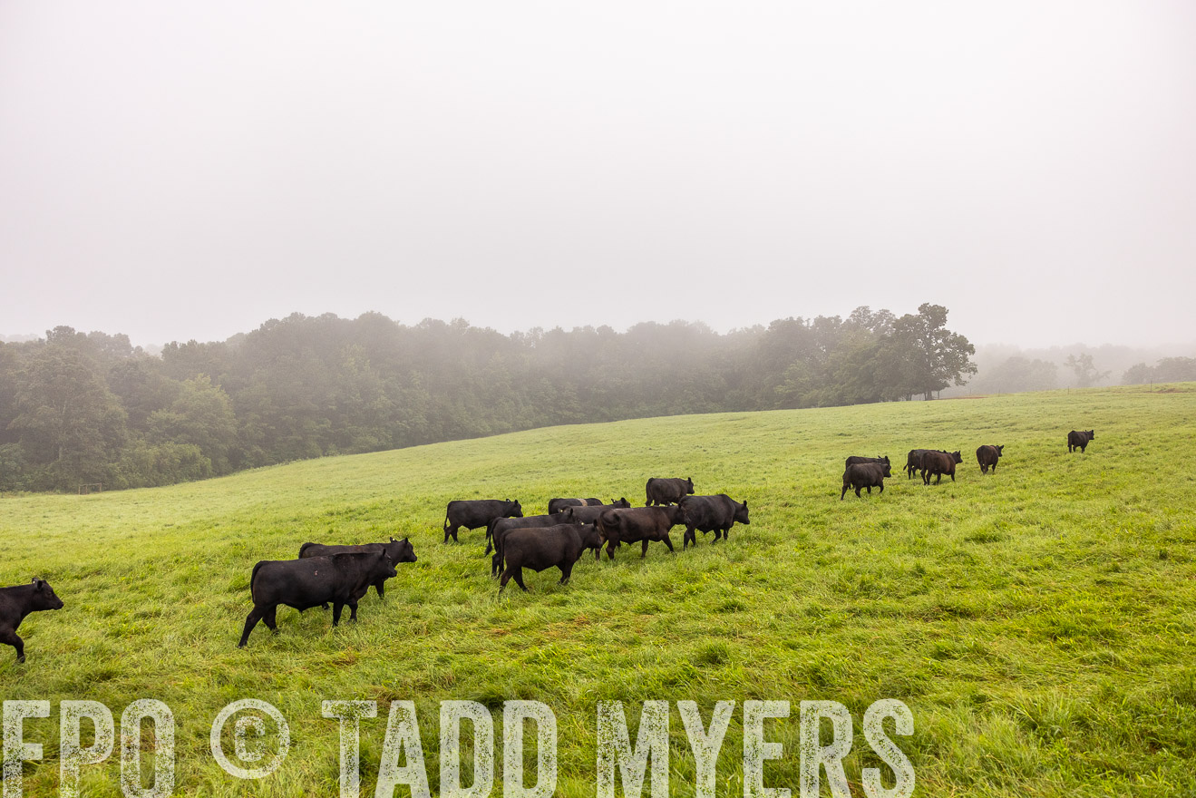 TMyers_PP_SleepyCreekFarm_Forsyth_July2024-514632