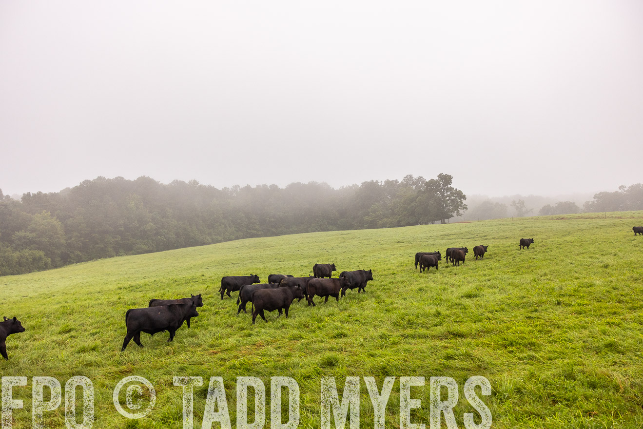TMyers_PP_SleepyCreekFarm_Forsyth_July2024-514644