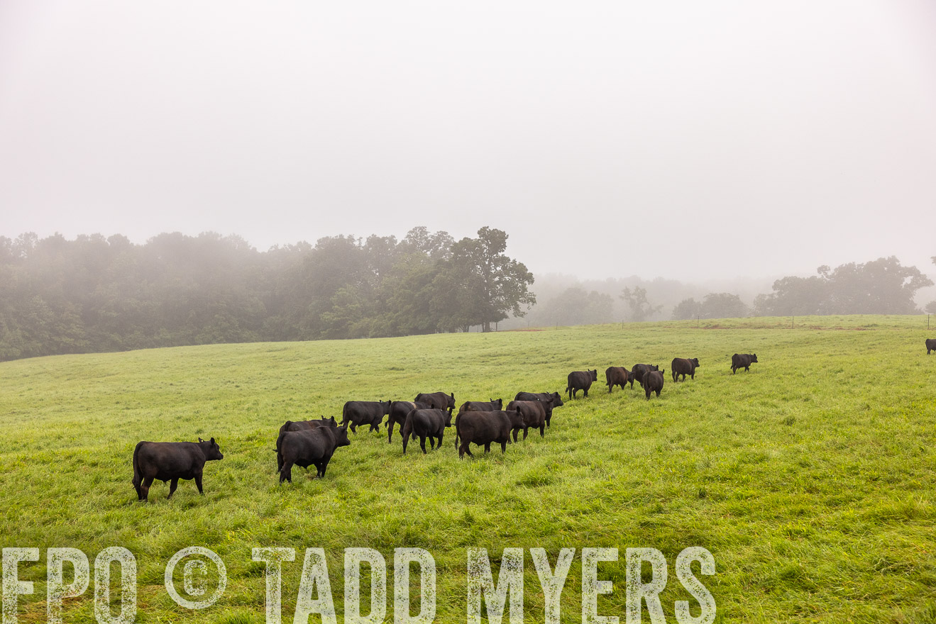 TMyers_PP_SleepyCreekFarm_Forsyth_July2024-514683
