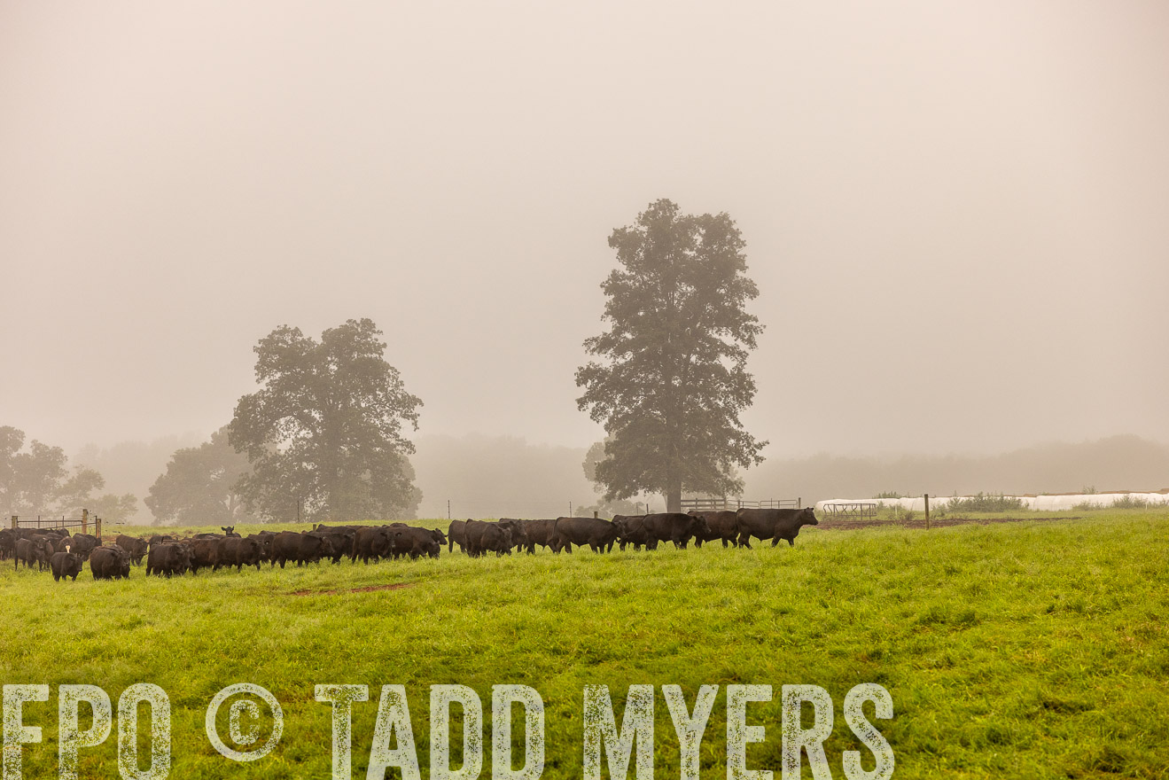 TMyers_PP_SleepyCreekFarm_Forsyth_July2024-514756