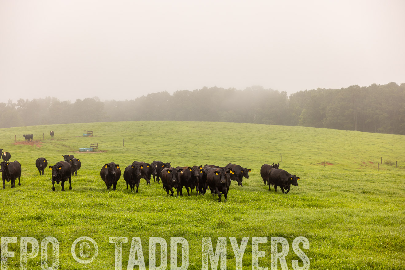 TMyers_PP_SleepyCreekFarm_Forsyth_July2024-514806