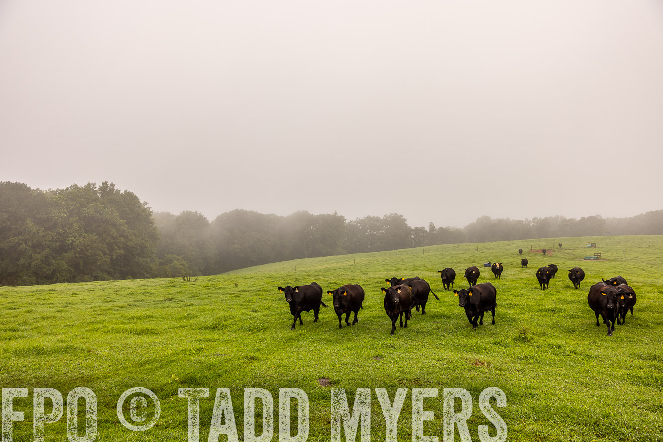 TMyers_PP_SleepyCreekFarm_Forsyth_July2024-514876