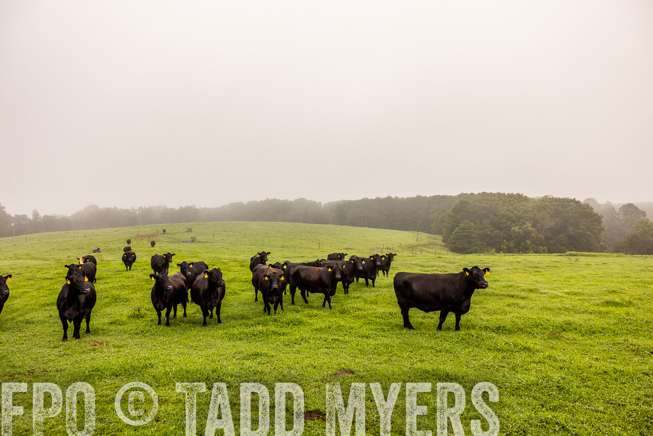 TMyers_PP_SleepyCreekFarm_Forsyth_July2024-514916