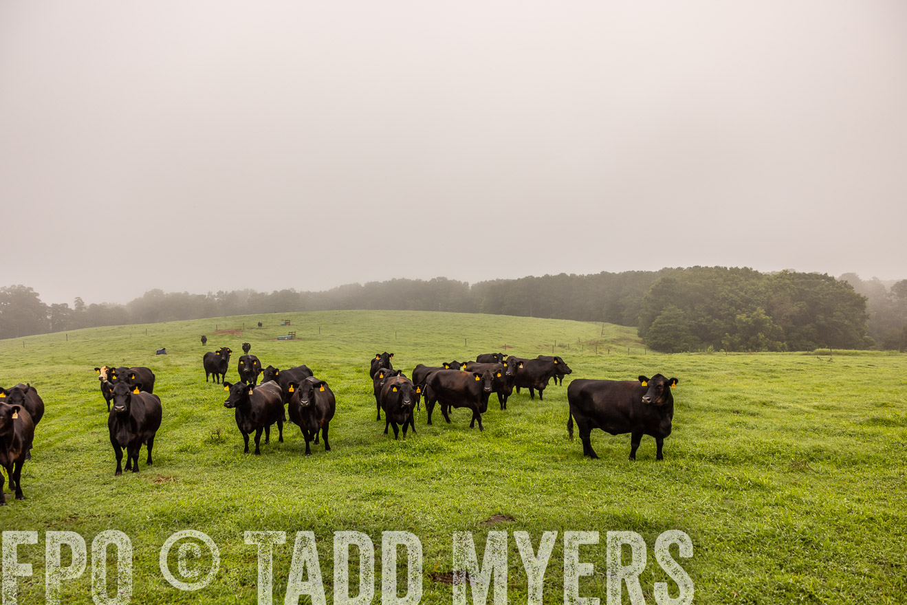 TMyers_PP_SleepyCreekFarm_Forsyth_July2024-514955