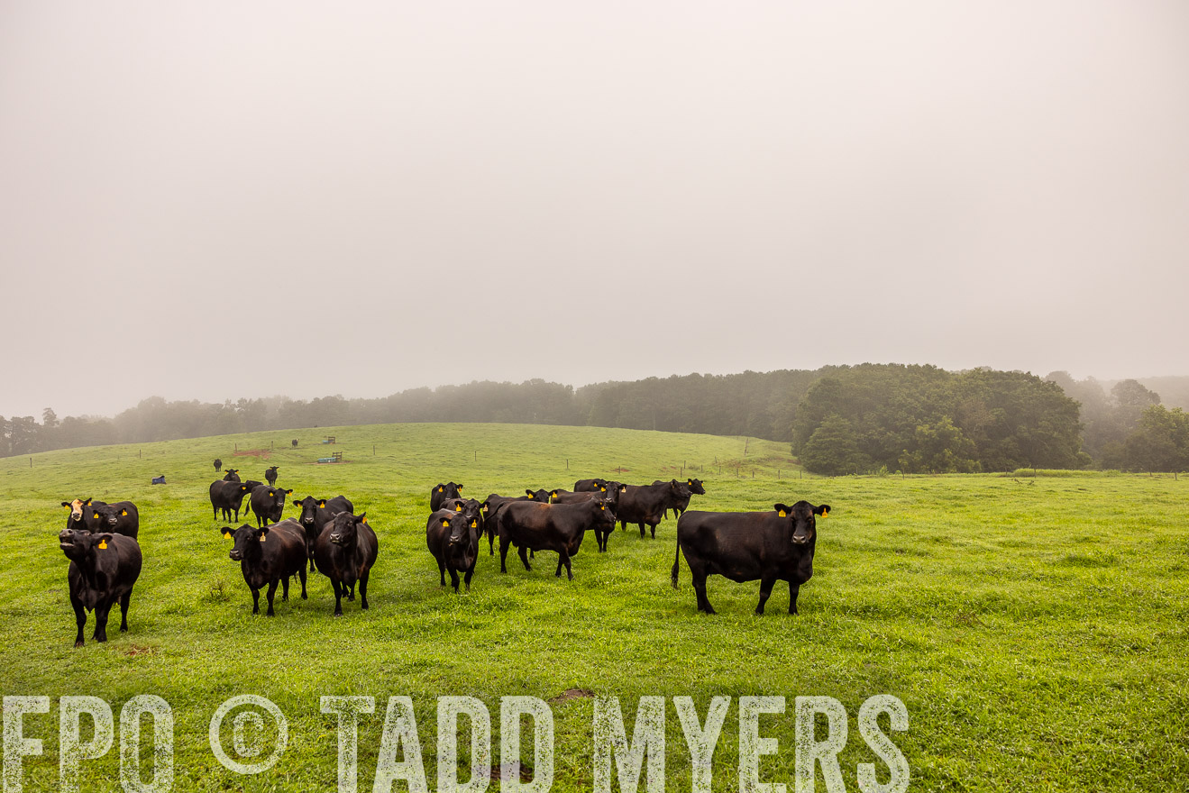 TMyers_PP_SleepyCreekFarm_Forsyth_July2024-514979