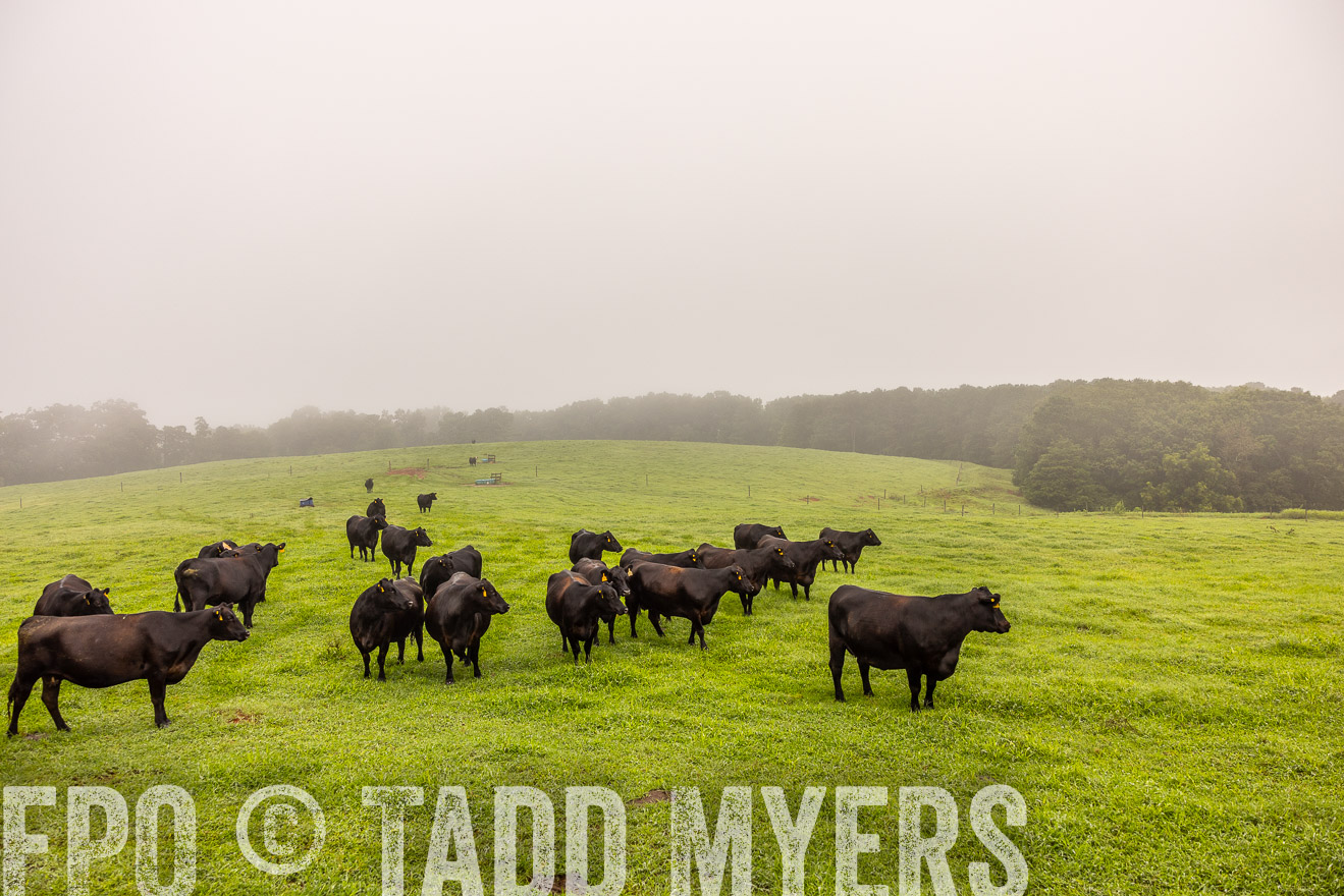 TMyers_PP_SleepyCreekFarm_Forsyth_July2024-515041