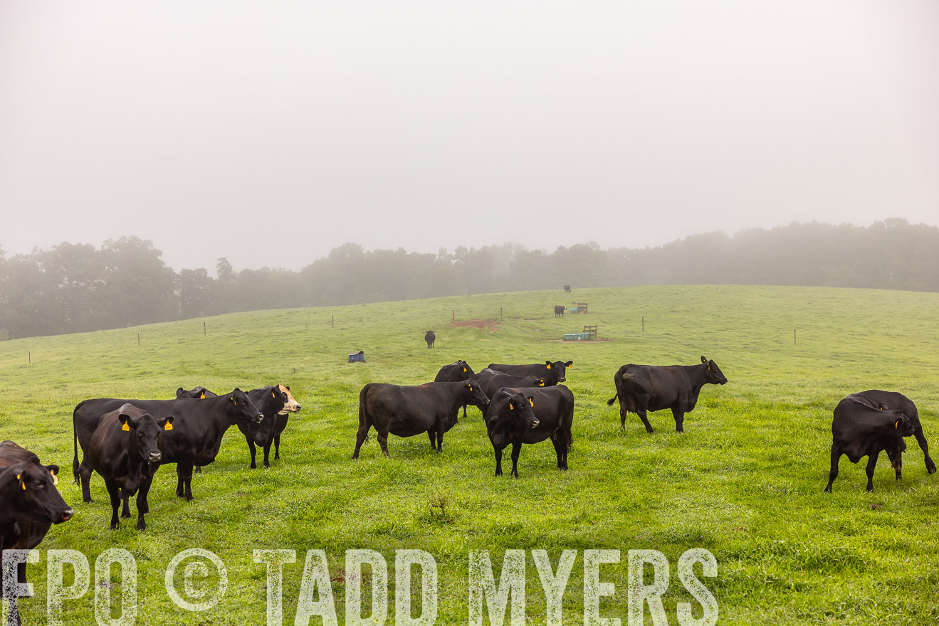TMyers_PP_SleepyCreekFarm_Forsyth_July2024-515183