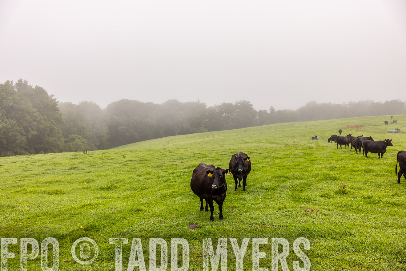 TMyers_PP_SleepyCreekFarm_Forsyth_July2024-515253