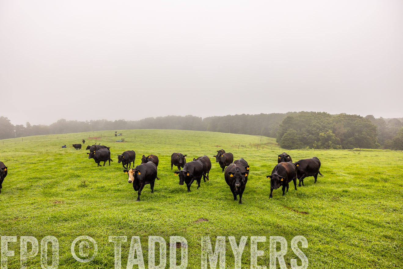 TMyers_PP_SleepyCreekFarm_Forsyth_July2024-515293
