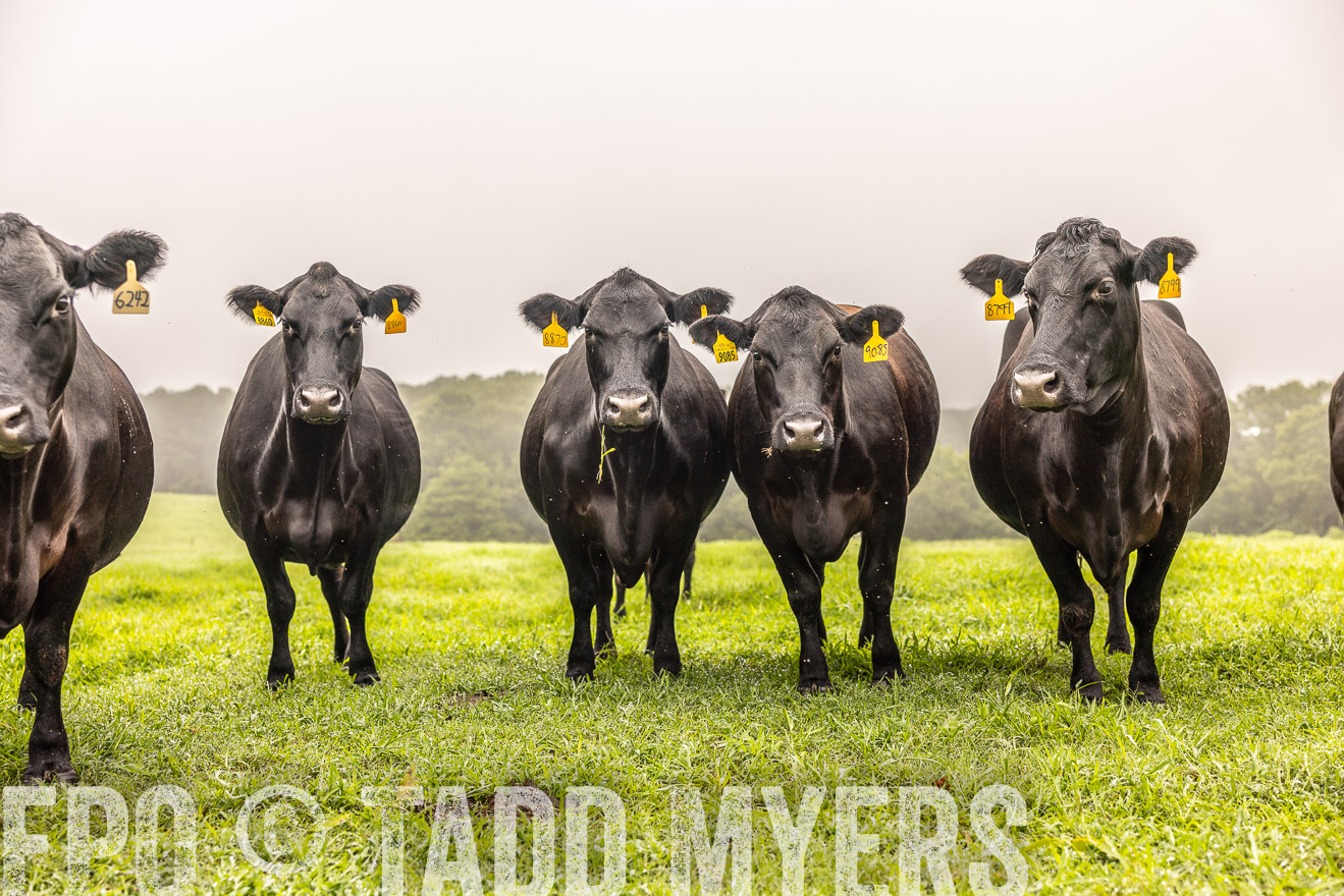 TMyers_PP_SleepyCreekFarm_Forsyth_July2024-515517