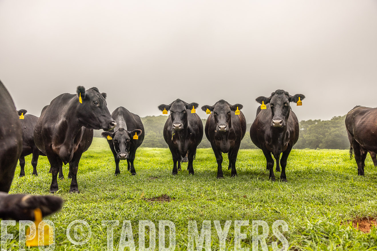 TMyers_PP_SleepyCreekFarm_Forsyth_July2024-515544
