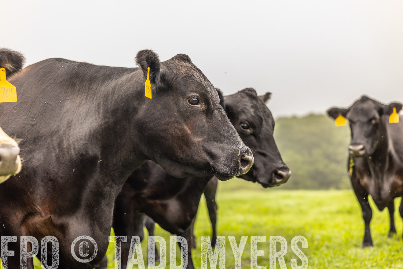TMyers_PP_SleepyCreekFarm_Forsyth_July2024-515605