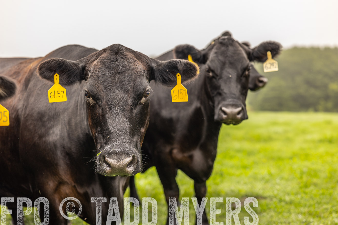 TMyers_PP_SleepyCreekFarm_Forsyth_July2024-515701