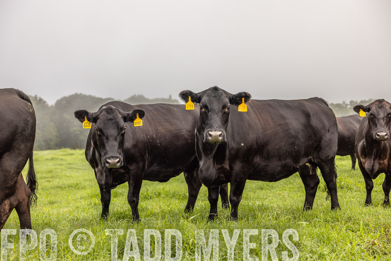 TMyers_PP_SleepyCreekFarm_Forsyth_July2024-515737