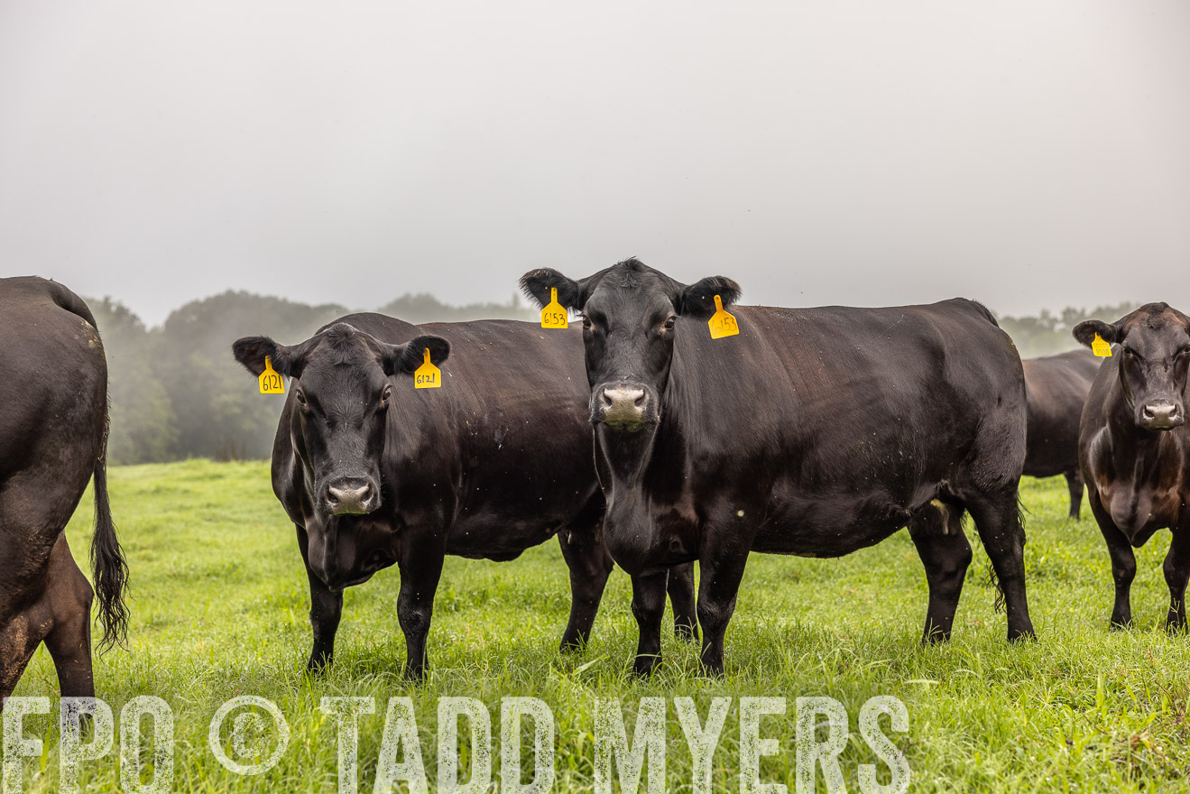 TMyers_PP_SleepyCreekFarm_Forsyth_July2024-515741