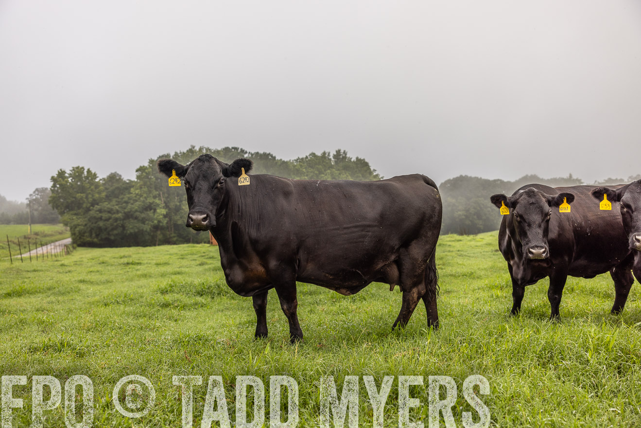 TMyers_PP_SleepyCreekFarm_Forsyth_July2024-515765