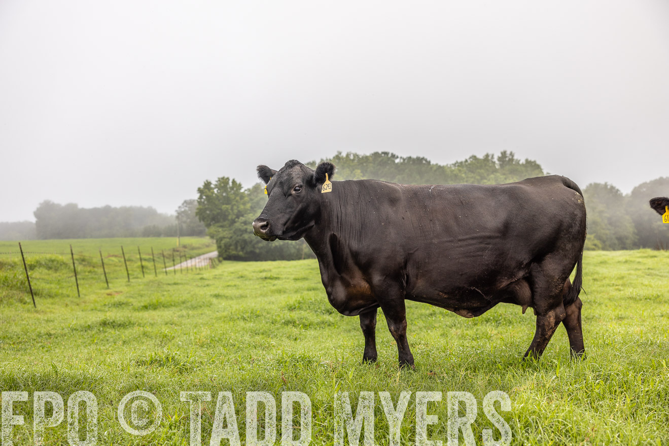TMyers_PP_SleepyCreekFarm_Forsyth_July2024-515786
