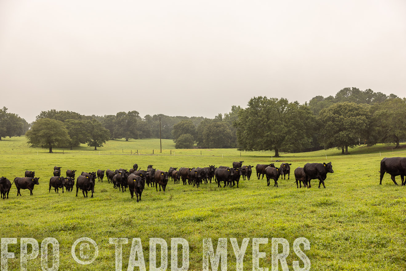 TMyers_PP_SleepyCreekFarm_Forsyth_July2024-515900