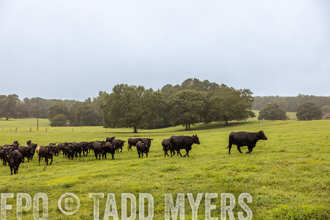TMyers_PP_SleepyCreekFarm_Forsyth_July2024-515908