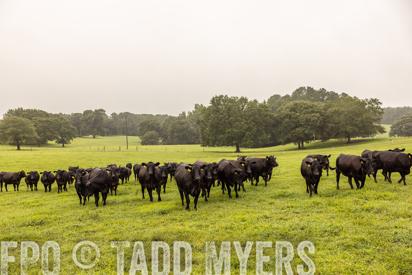 TMyers_PP_SleepyCreekFarm_Forsyth_July2024-515958