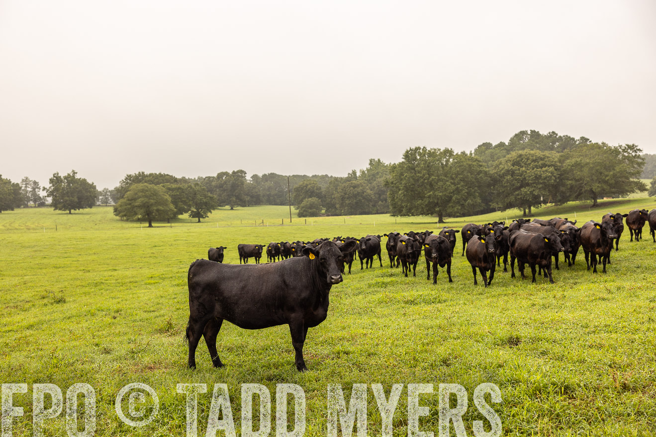 TMyers_PP_SleepyCreekFarm_Forsyth_July2024-515979