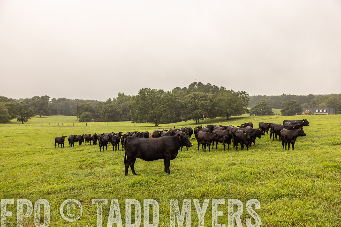 TMyers_PP_SleepyCreekFarm_Forsyth_July2024-515988