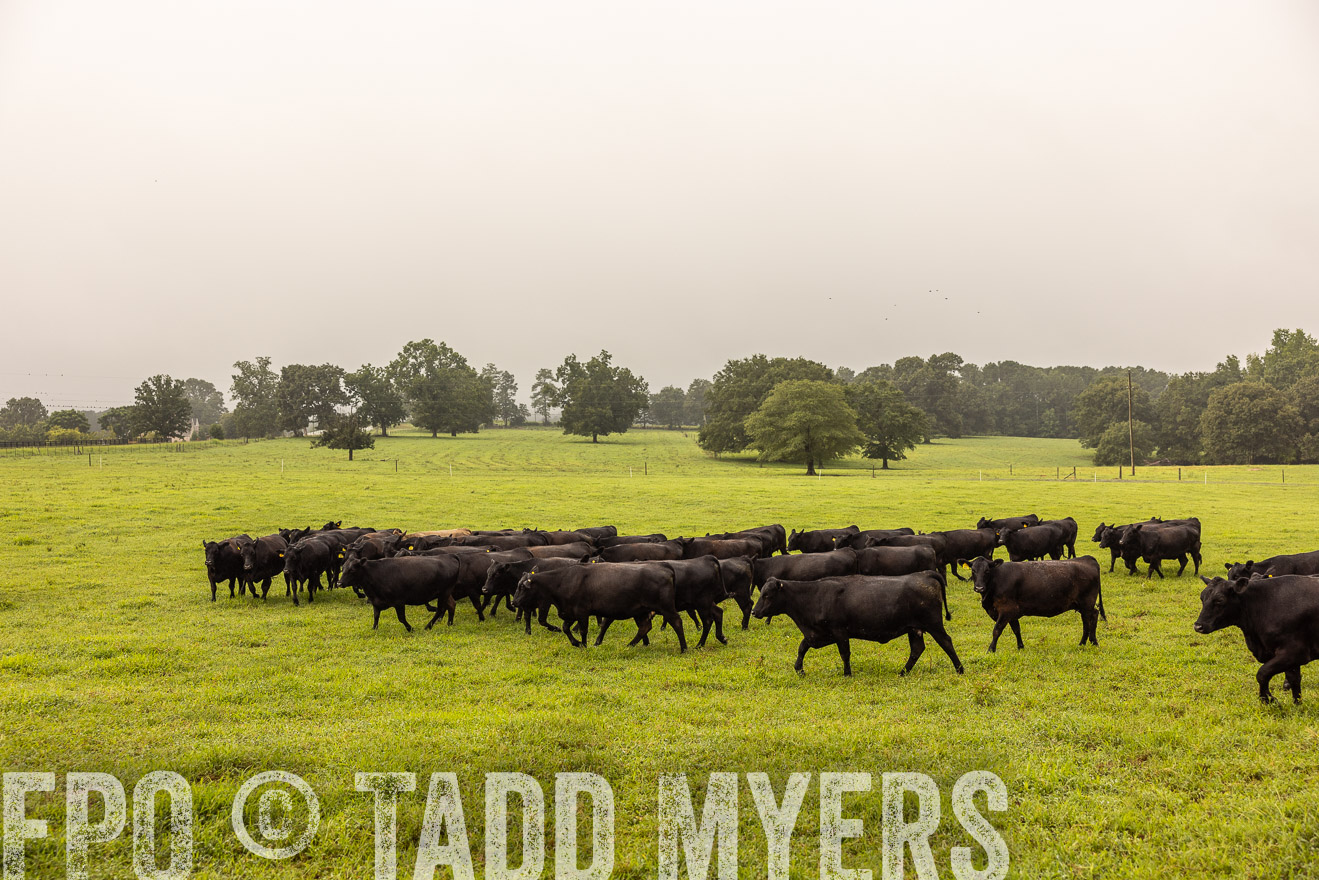 TMyers_PP_SleepyCreekFarm_Forsyth_July2024-516018