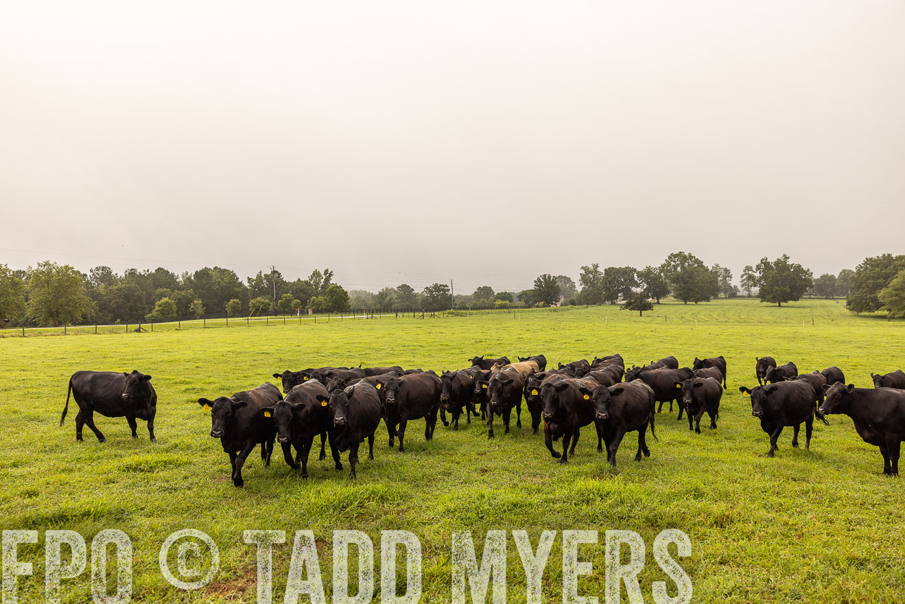 TMyers_PP_SleepyCreekFarm_Forsyth_July2024-516069