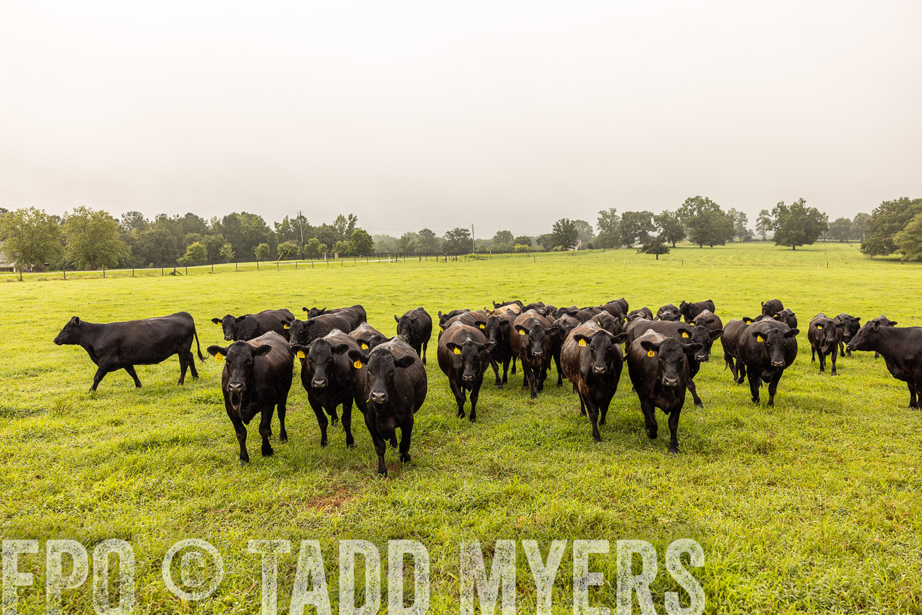 TMyers_PP_SleepyCreekFarm_Forsyth_July2024-516083