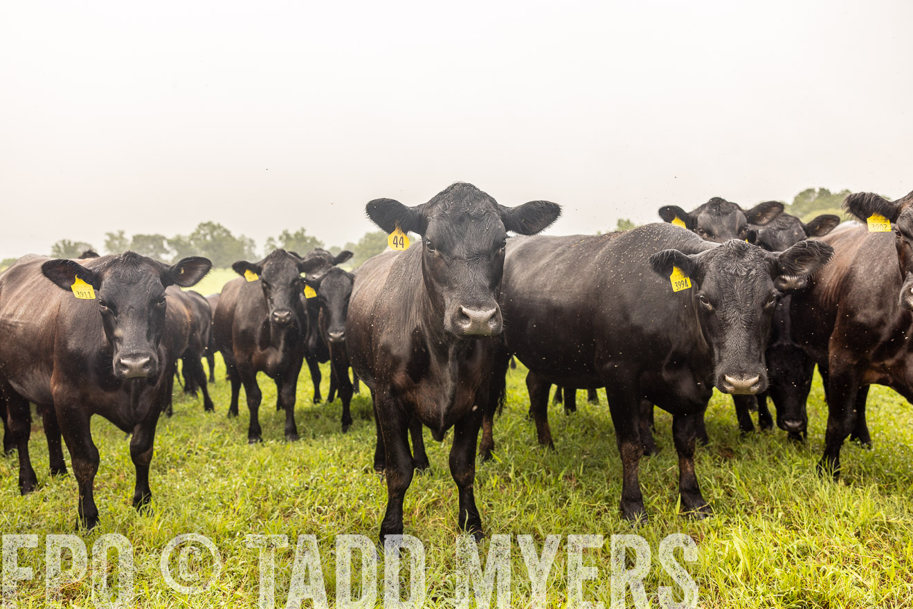 TMyers_PP_SleepyCreekFarm_Forsyth_July2024-516126