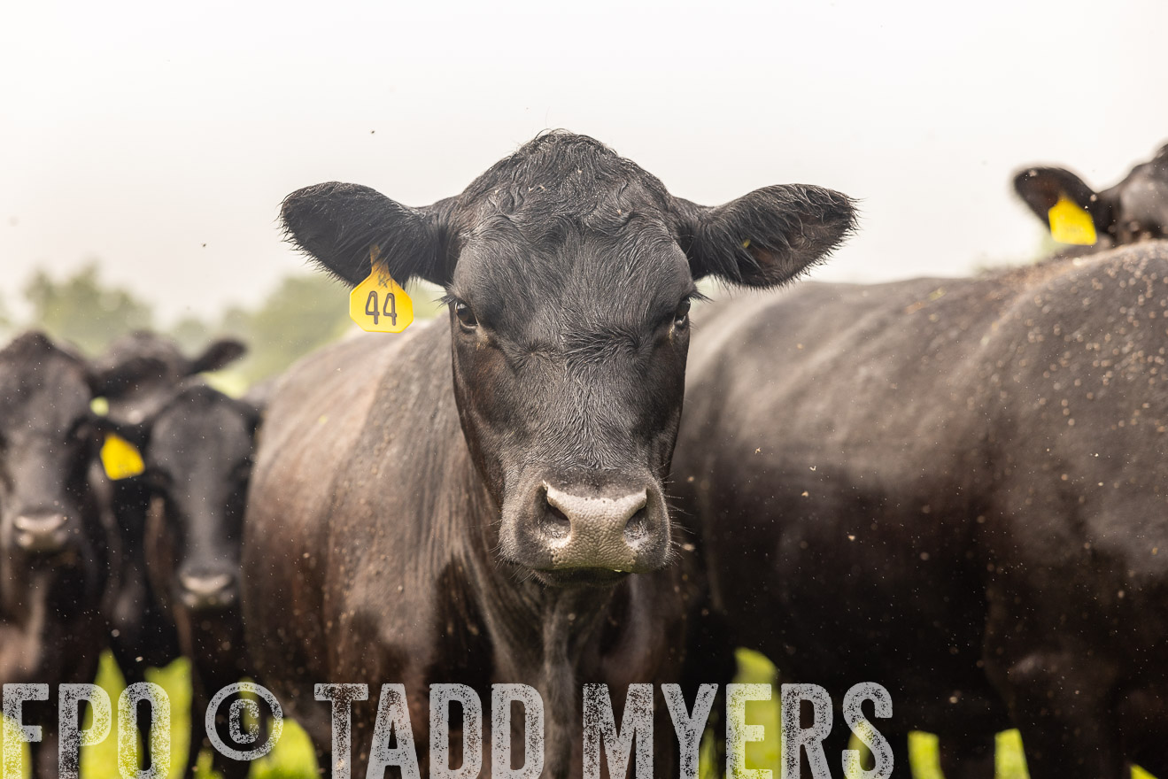 TMyers_PP_SleepyCreekFarm_Forsyth_July2024-516132