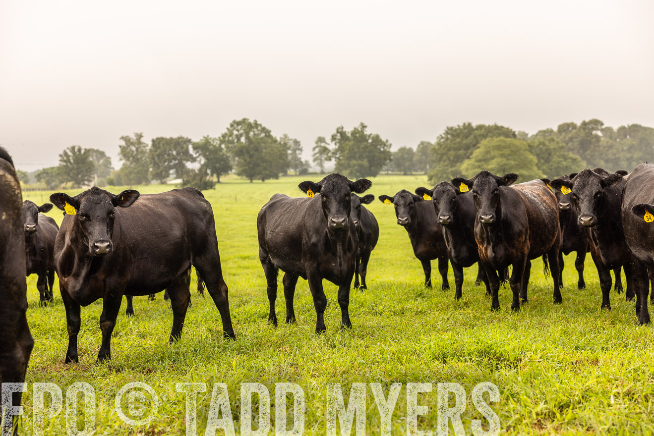 TMyers_PP_SleepyCreekFarm_Forsyth_July2024-516158