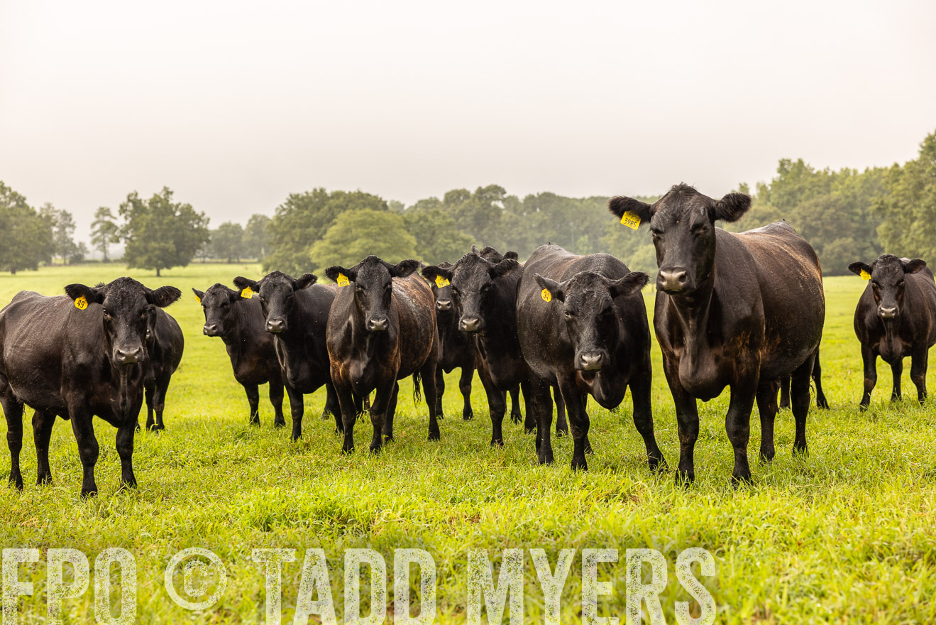 TMyers_PP_SleepyCreekFarm_Forsyth_July2024-516170