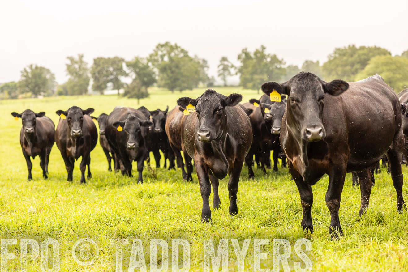 TMyers_PP_SleepyCreekFarm_Forsyth_July2024-516304