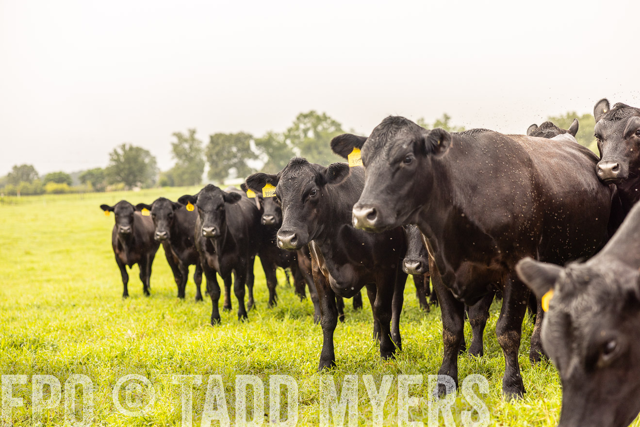 TMyers_PP_SleepyCreekFarm_Forsyth_July2024-516327
