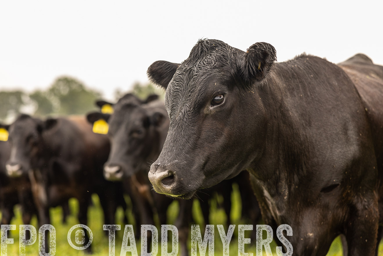 TMyers_PP_SleepyCreekFarm_Forsyth_July2024-516423