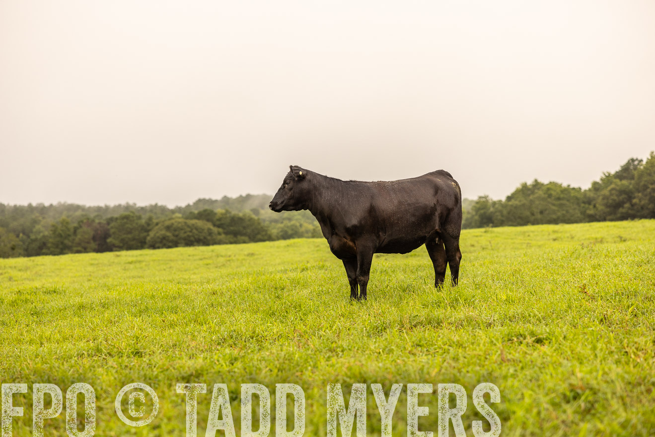 TMyers_PP_SleepyCreekFarm_Forsyth_July2024-516504
