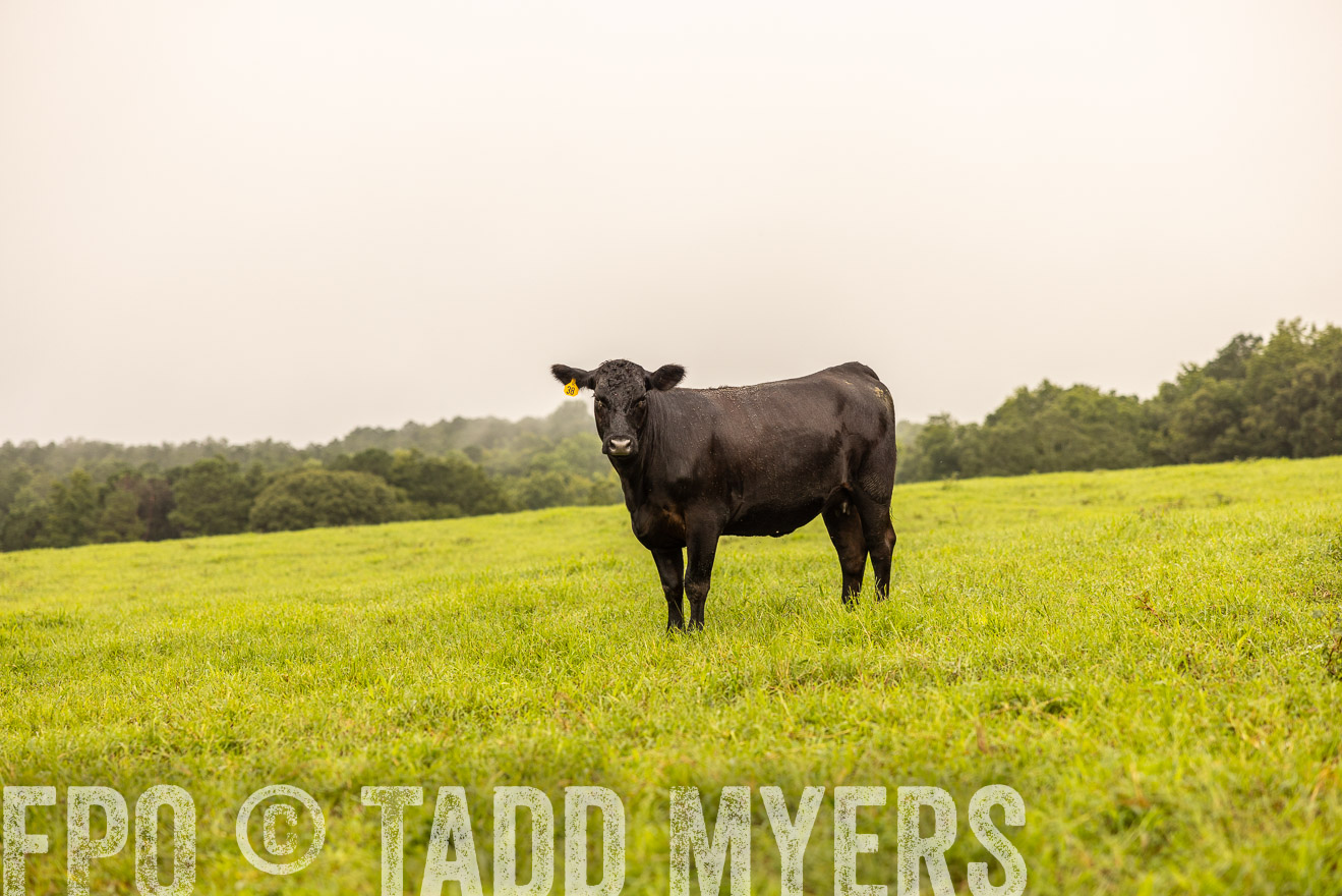 TMyers_PP_SleepyCreekFarm_Forsyth_July2024-516506