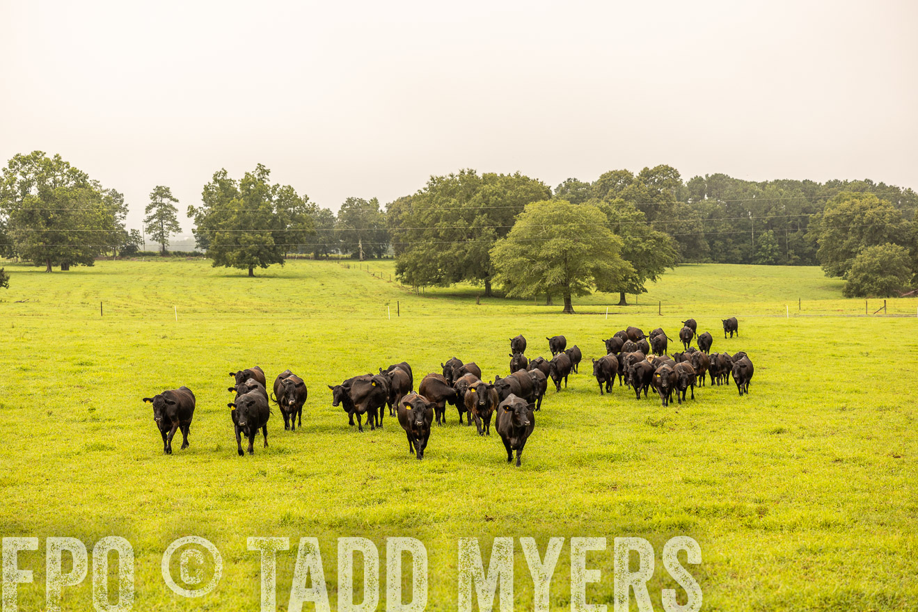 TMyers_PP_SleepyCreekFarm_Forsyth_July2024-516552