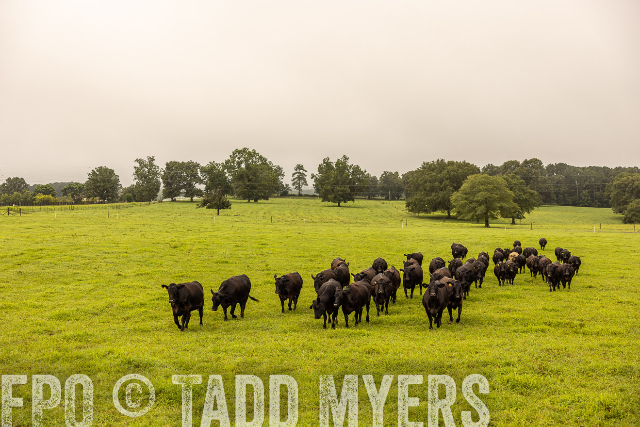 TMyers_PP_SleepyCreekFarm_Forsyth_July2024-516596