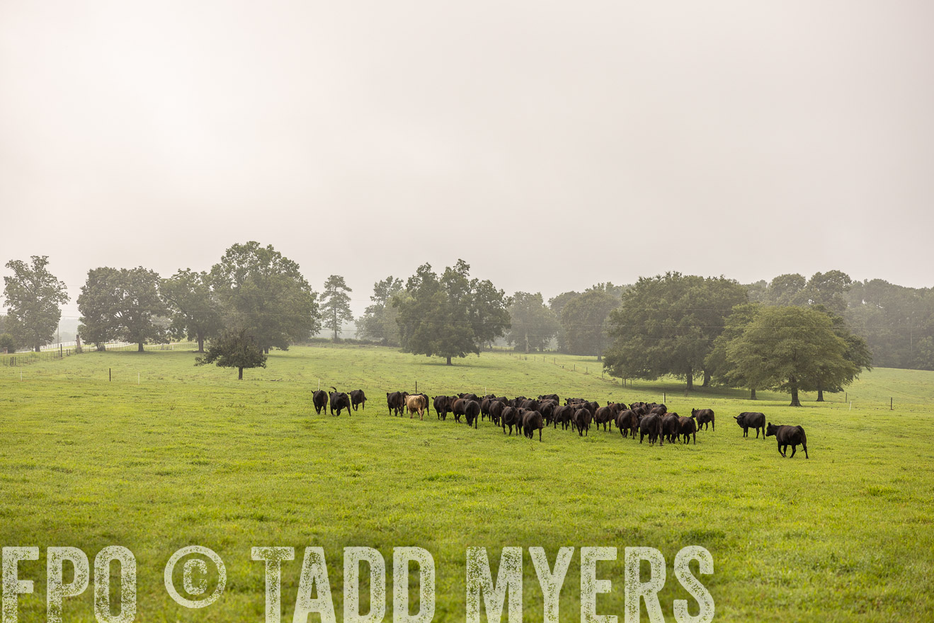 TMyers_PP_SleepyCreekFarm_Forsyth_July2024-517009